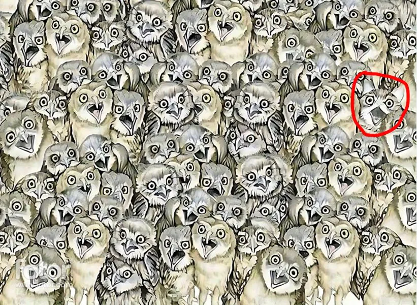 answer visual test find cat among owls