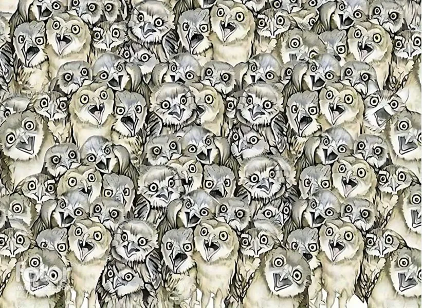 visual test find cat among owls